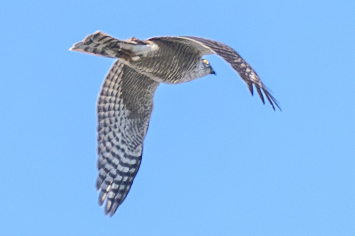 Sparviere - ML645820128