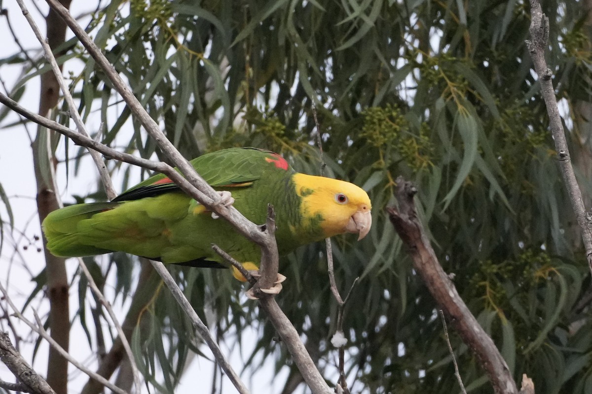 Gelbkopfamazone - ML645820144