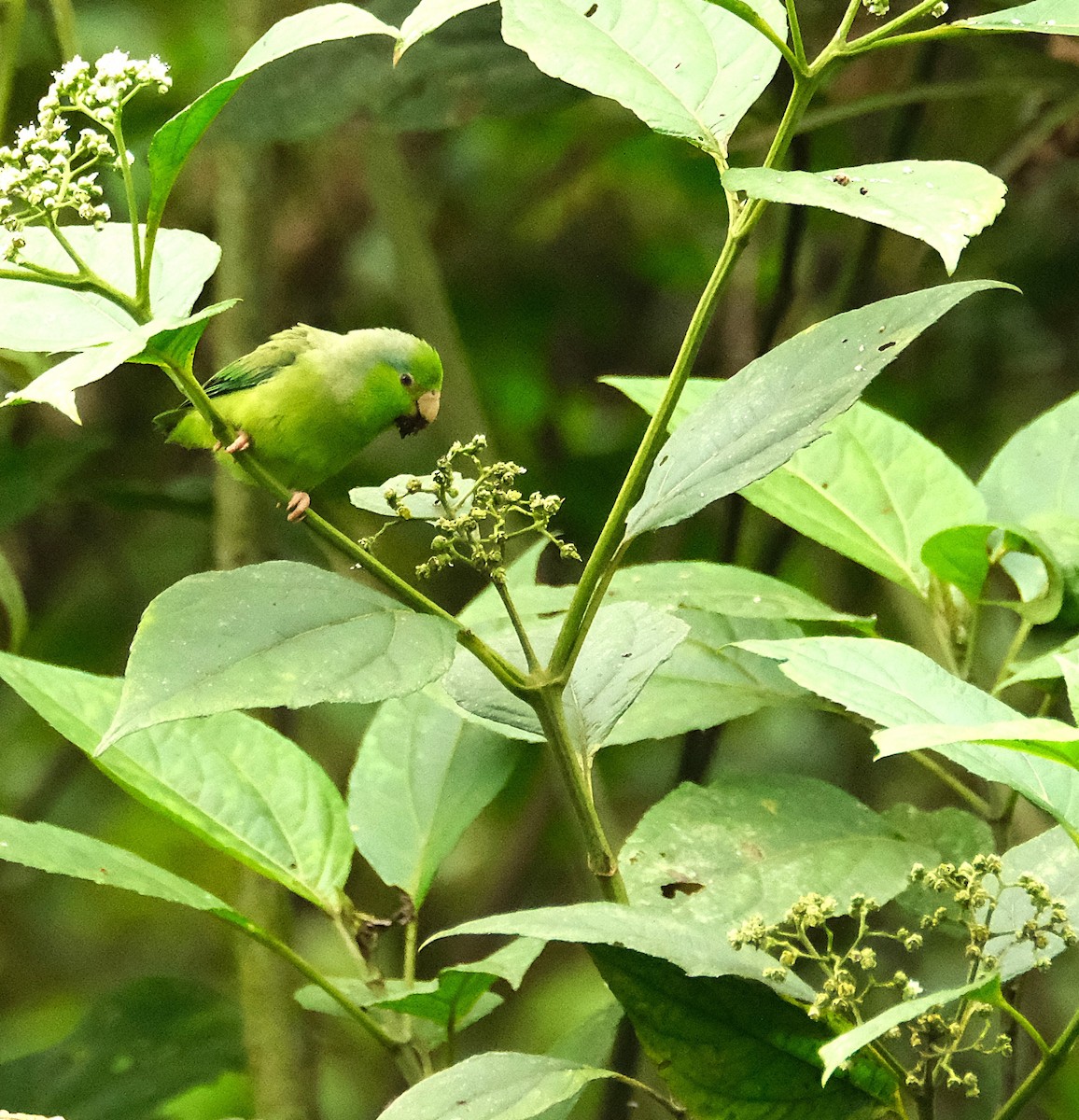 Pacific Parrotlet - ML645820162