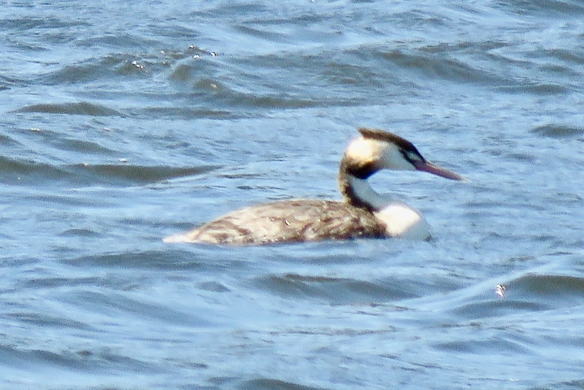 Murgil mottoduna - ML645820163