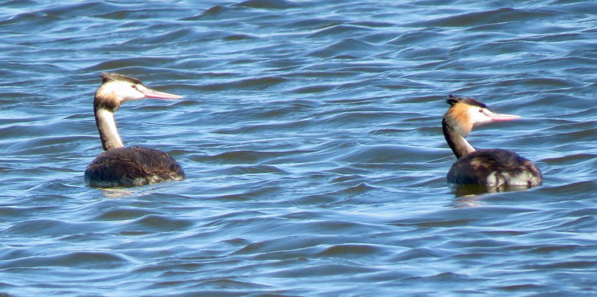 Murgil mottoduna - ML645820164