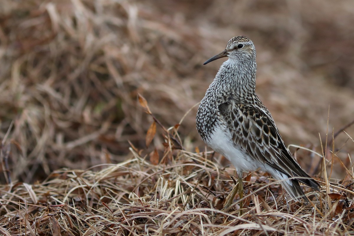 Дутыш - ML645820197