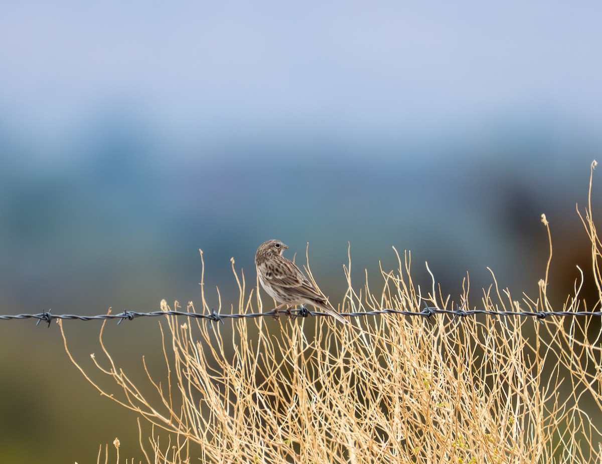 Vesper Sparrow - ML645820204