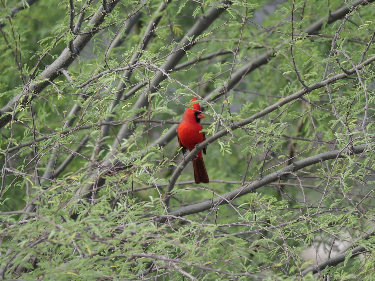 Kardinal arrunta - ML645820209