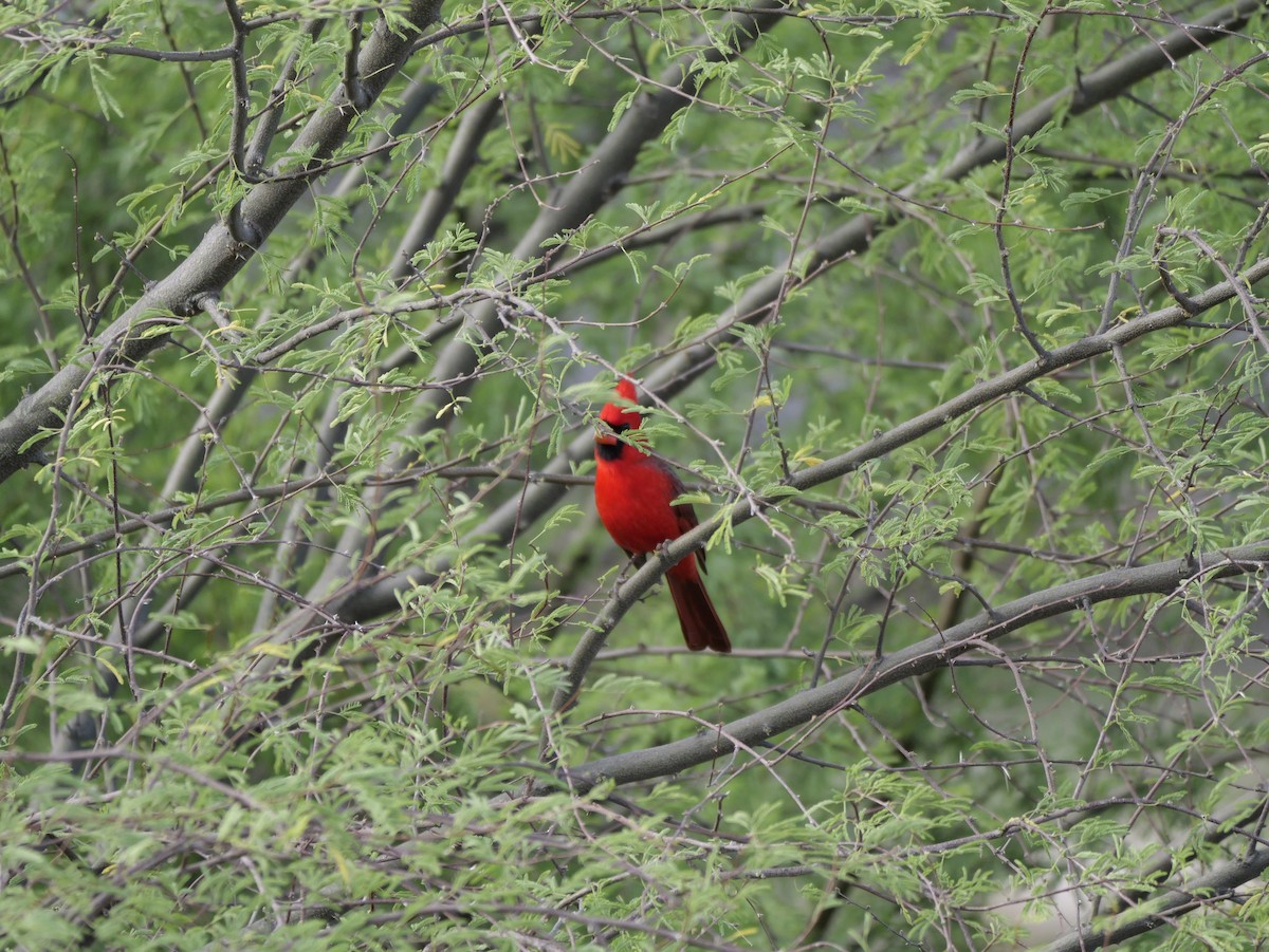 Kardinal arrunta - ML645820210