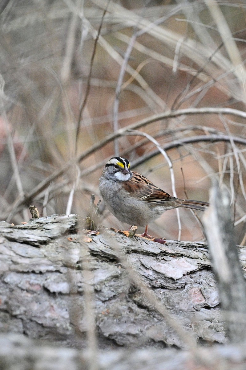 White-throated Sparrow - ML645820223