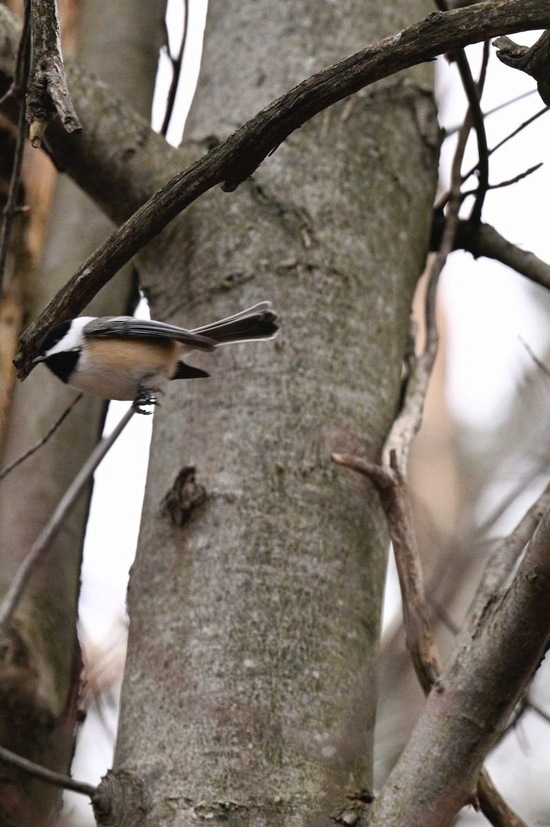 Black-capped Chickadee - ML645820230