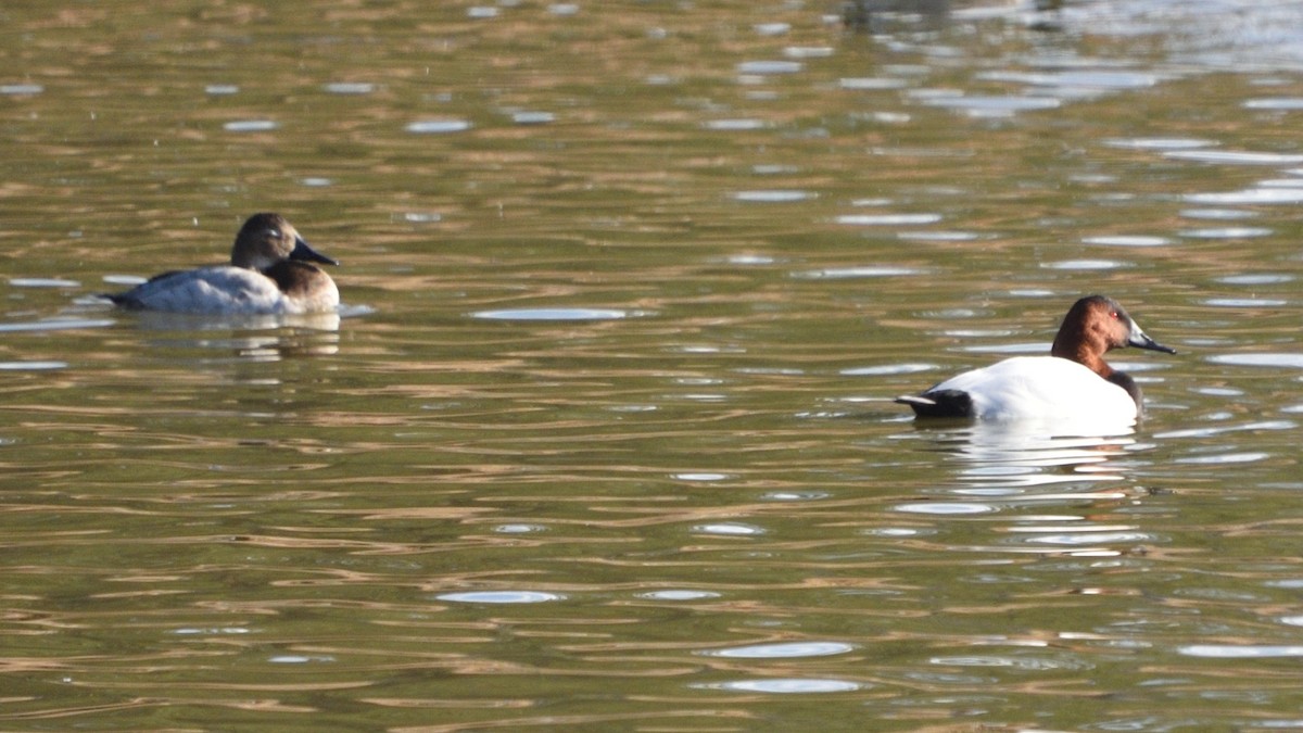 Murgilari bizkarzuria - ML645820236