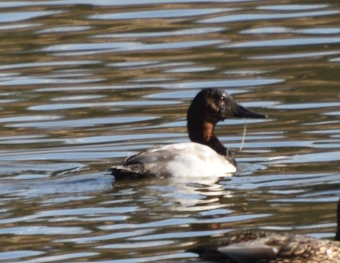 Murgilari bizkarzuria - ML645820262