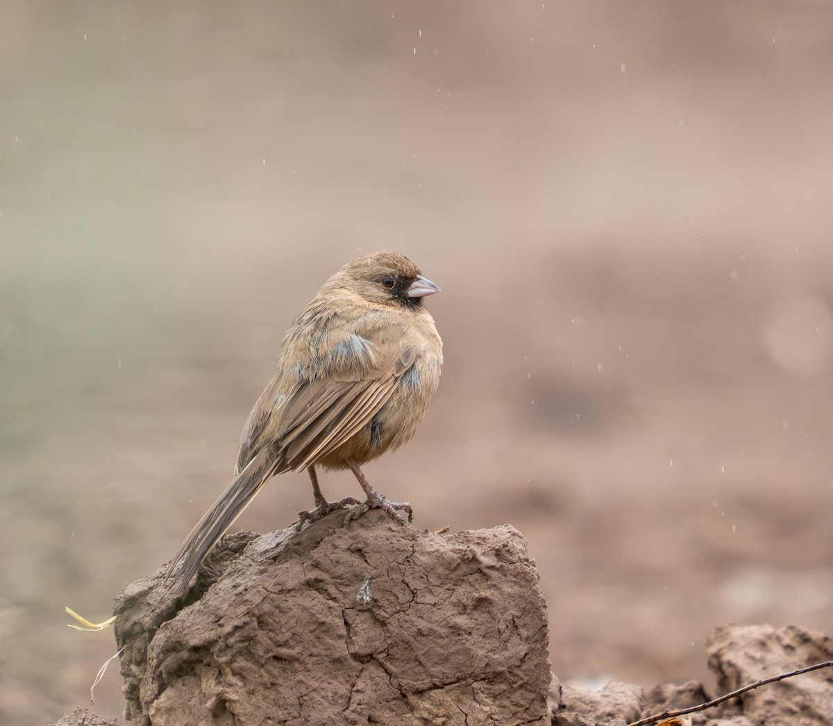 Abert's Towhee - ML645820265