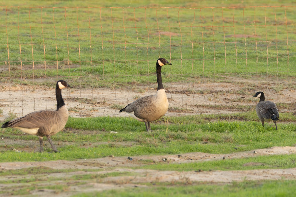 Cackling Goose - ML645820266