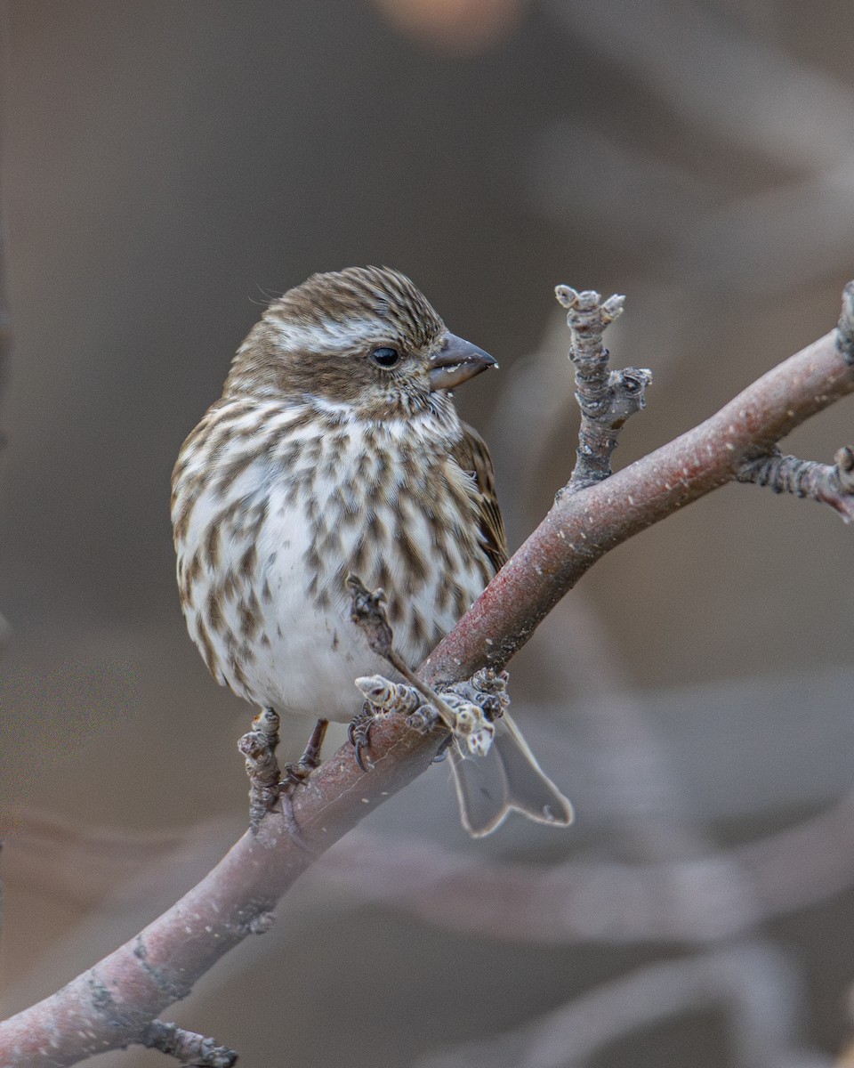 Purple Finch - ML645820276