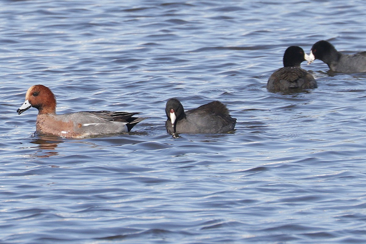 American Coot (Red-shielded) - ML645820279