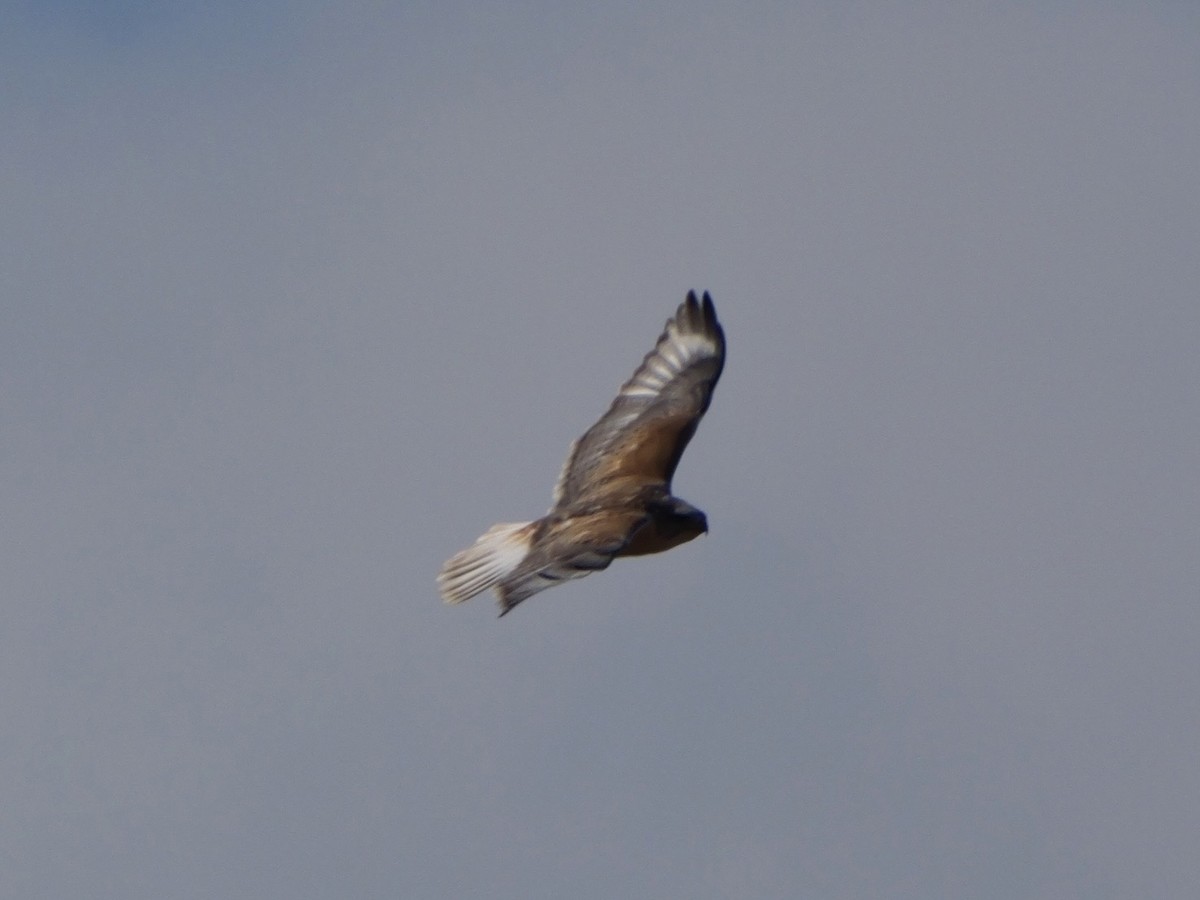 kongevåk - ML645820281