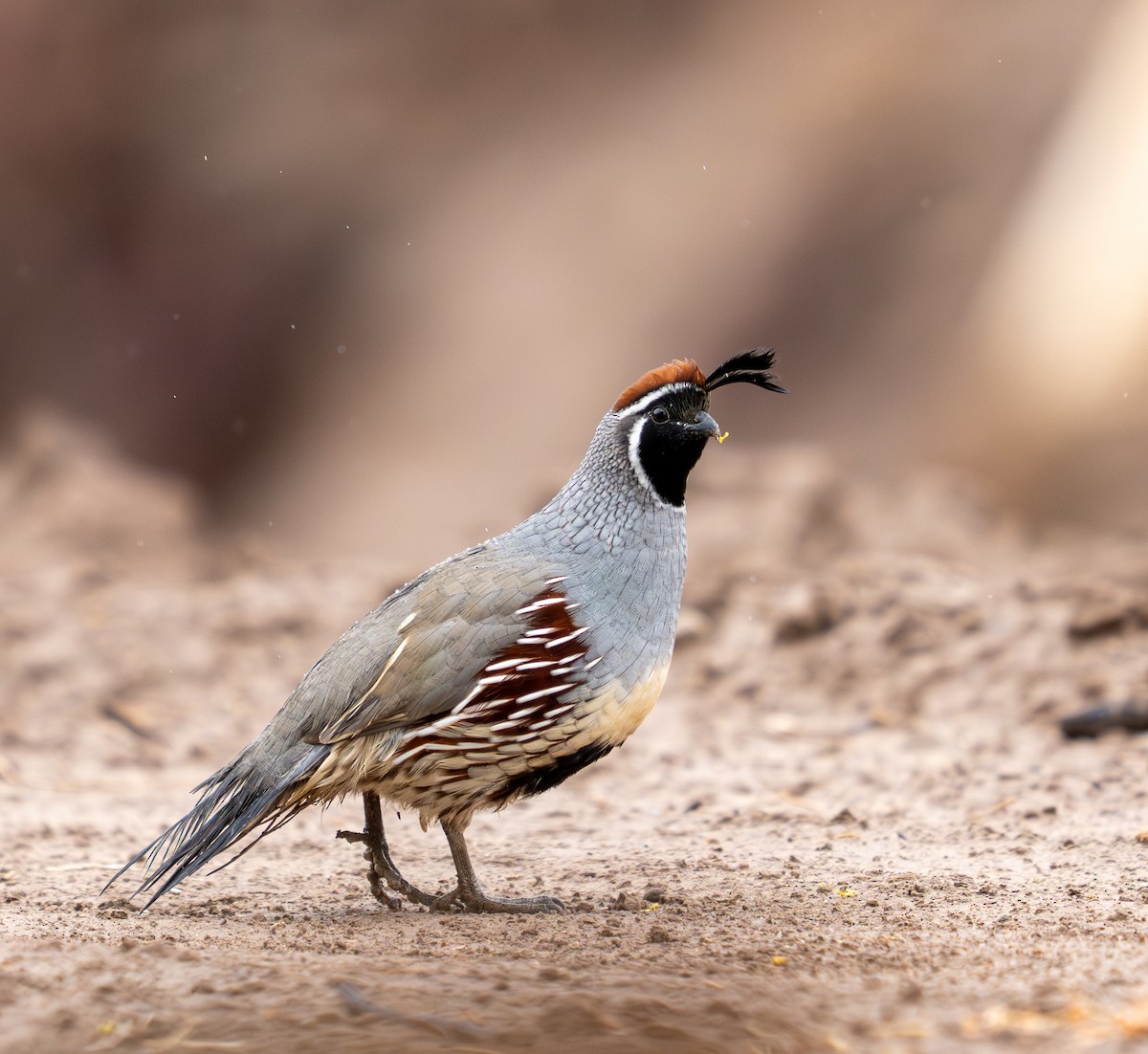 Gambel's Quail - ML645820289