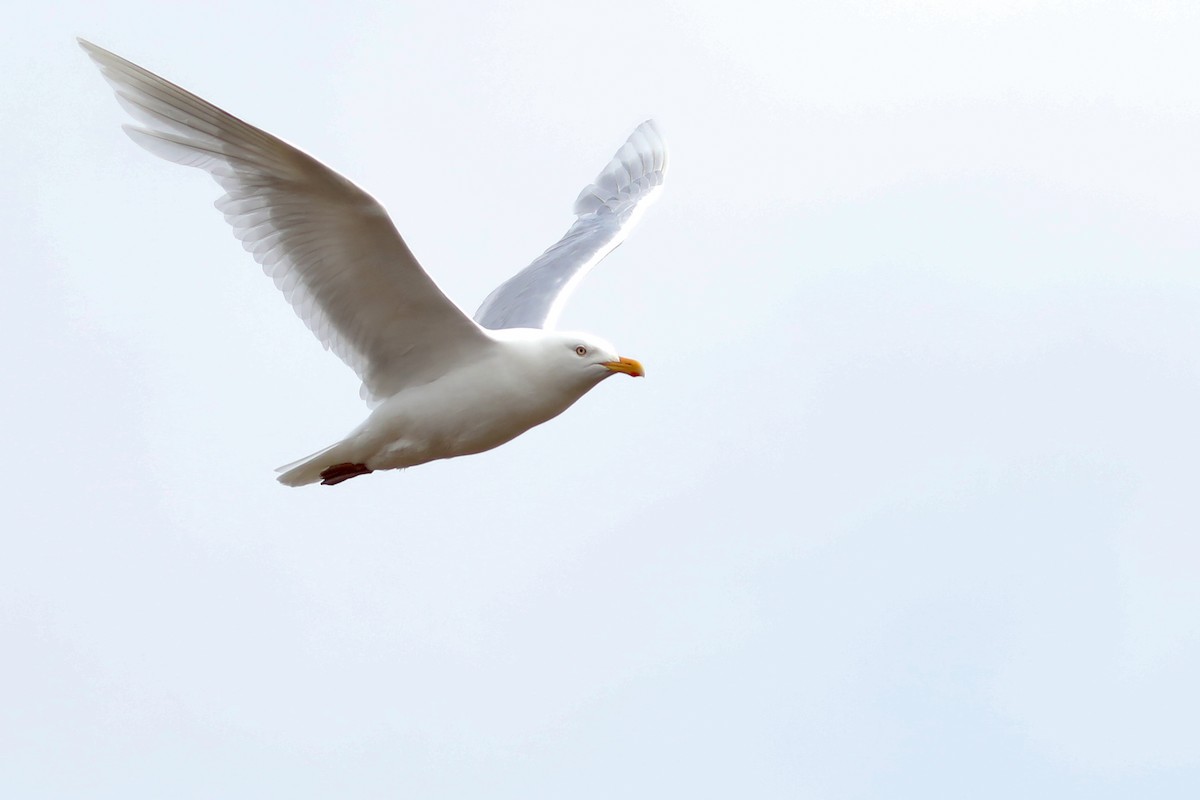 Gavión Hiperbóreo - ML645820311