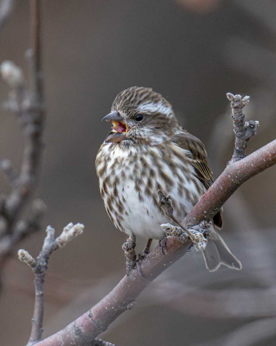 Purple Finch - ML645820315