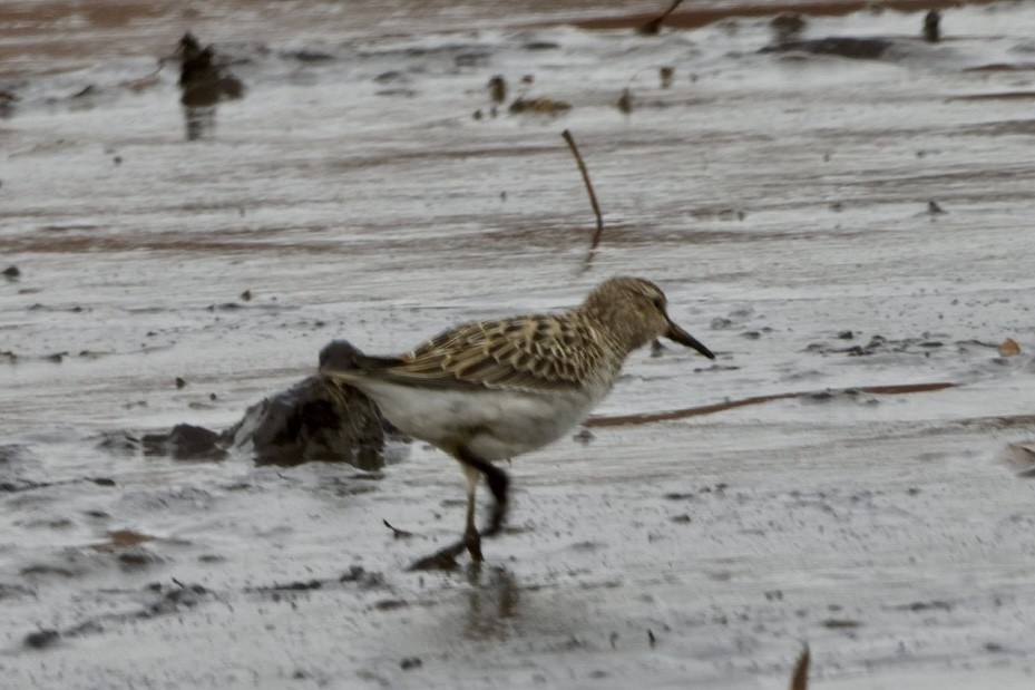 Дутыш - ML645820317