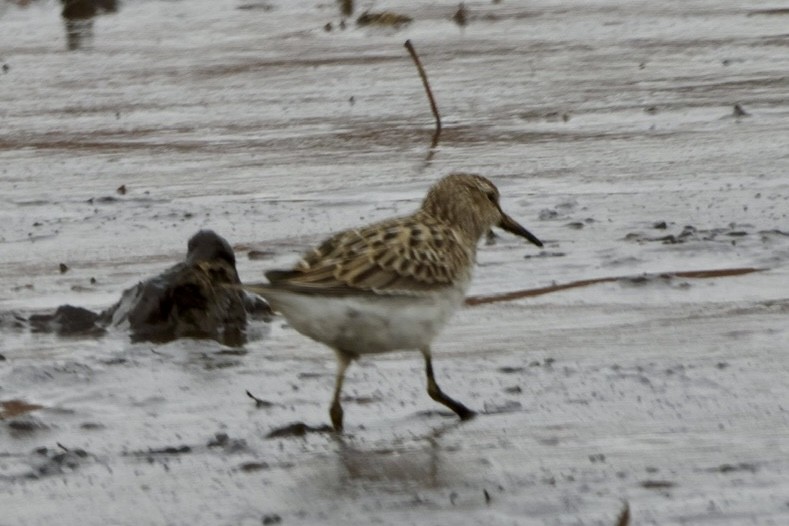 Дутыш - ML645820318