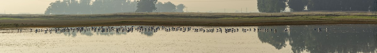 American Herring Gull - ML645820322