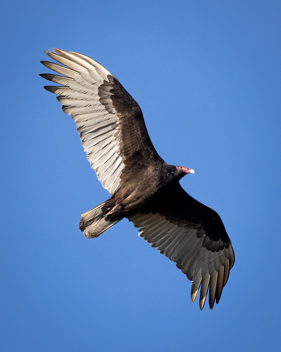 Turkey Vulture - ML645820328