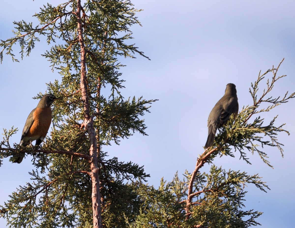 Дрізд мандрівний - ML645820329