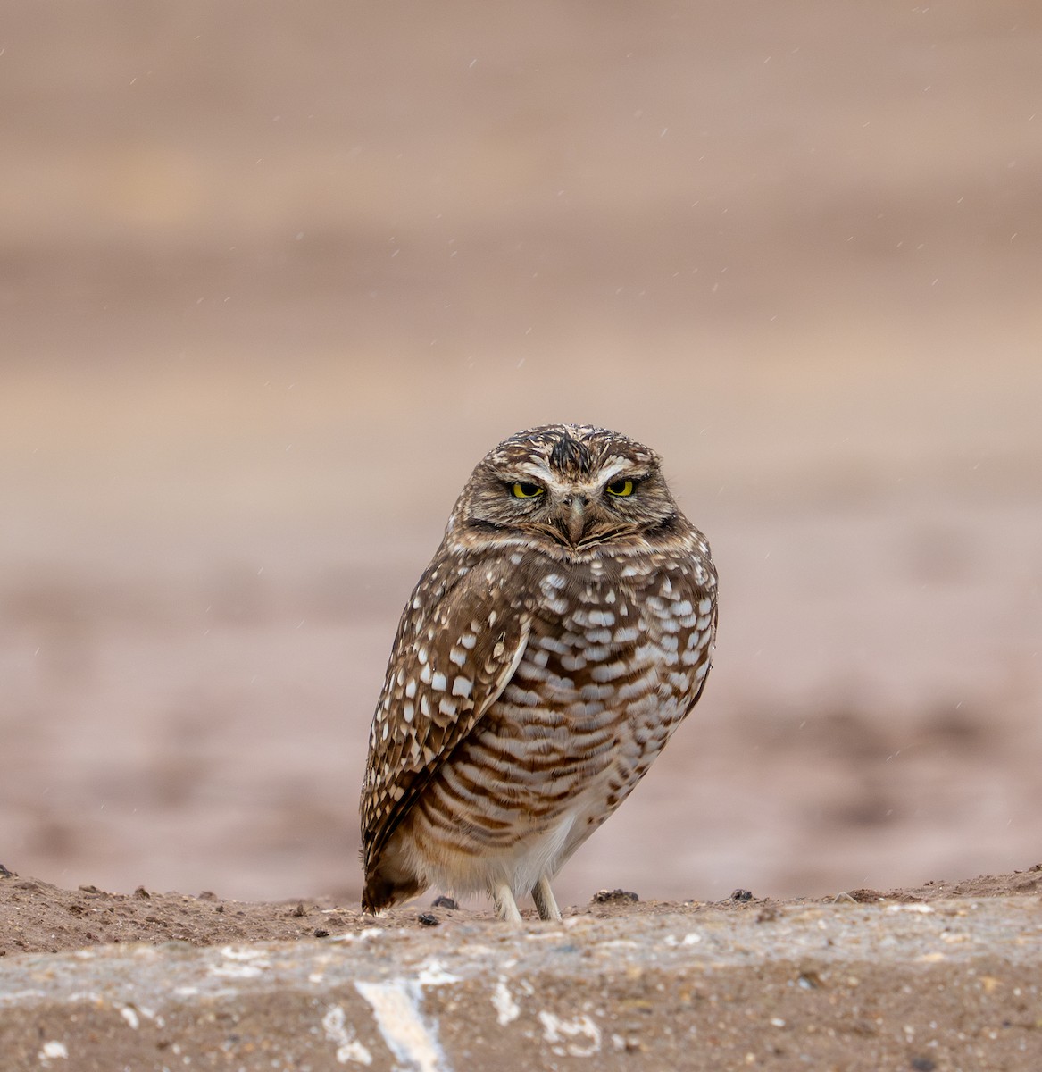 Burrowing Owl - ML645820331