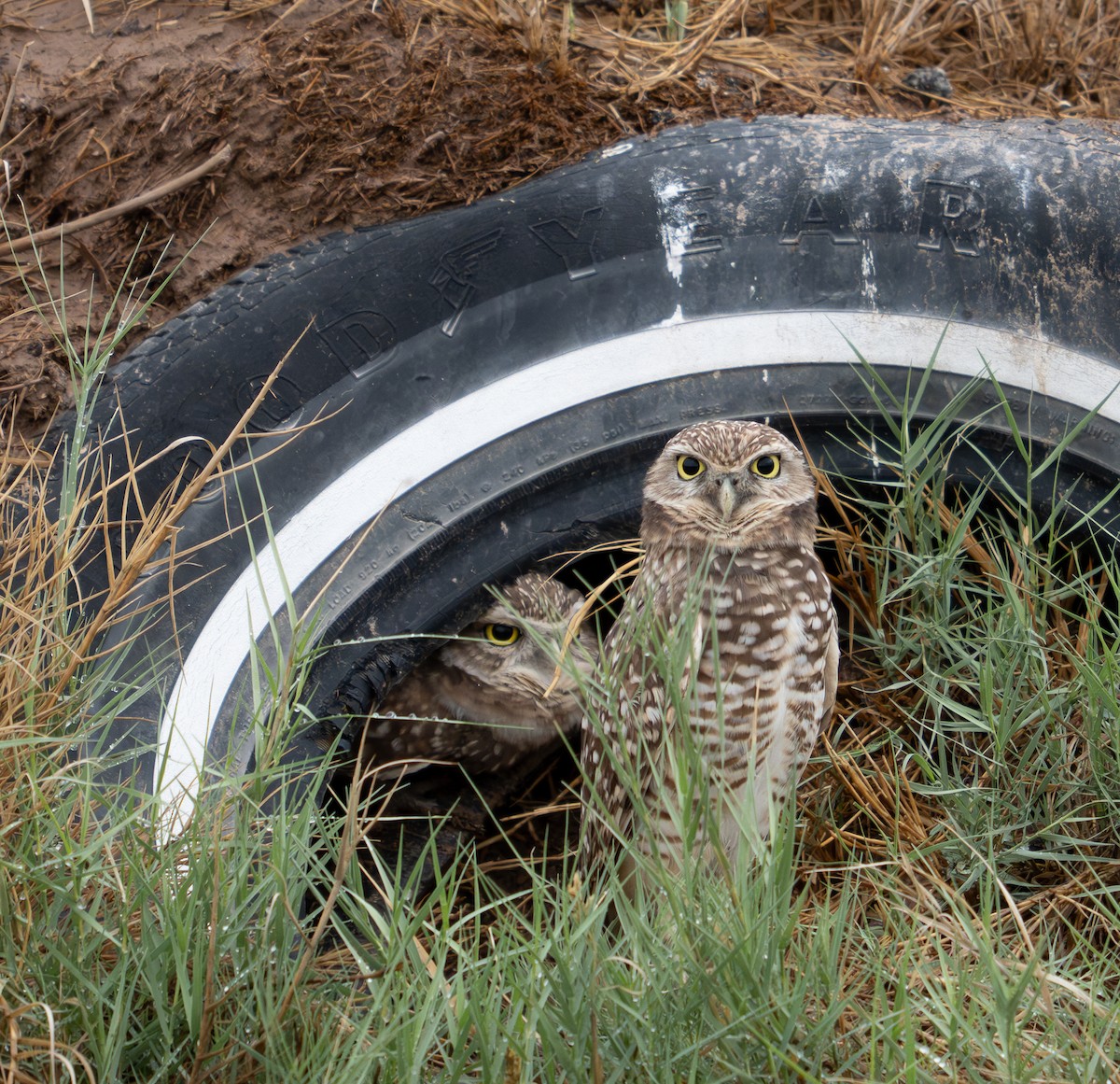 Burrowing Owl - ML645820332
