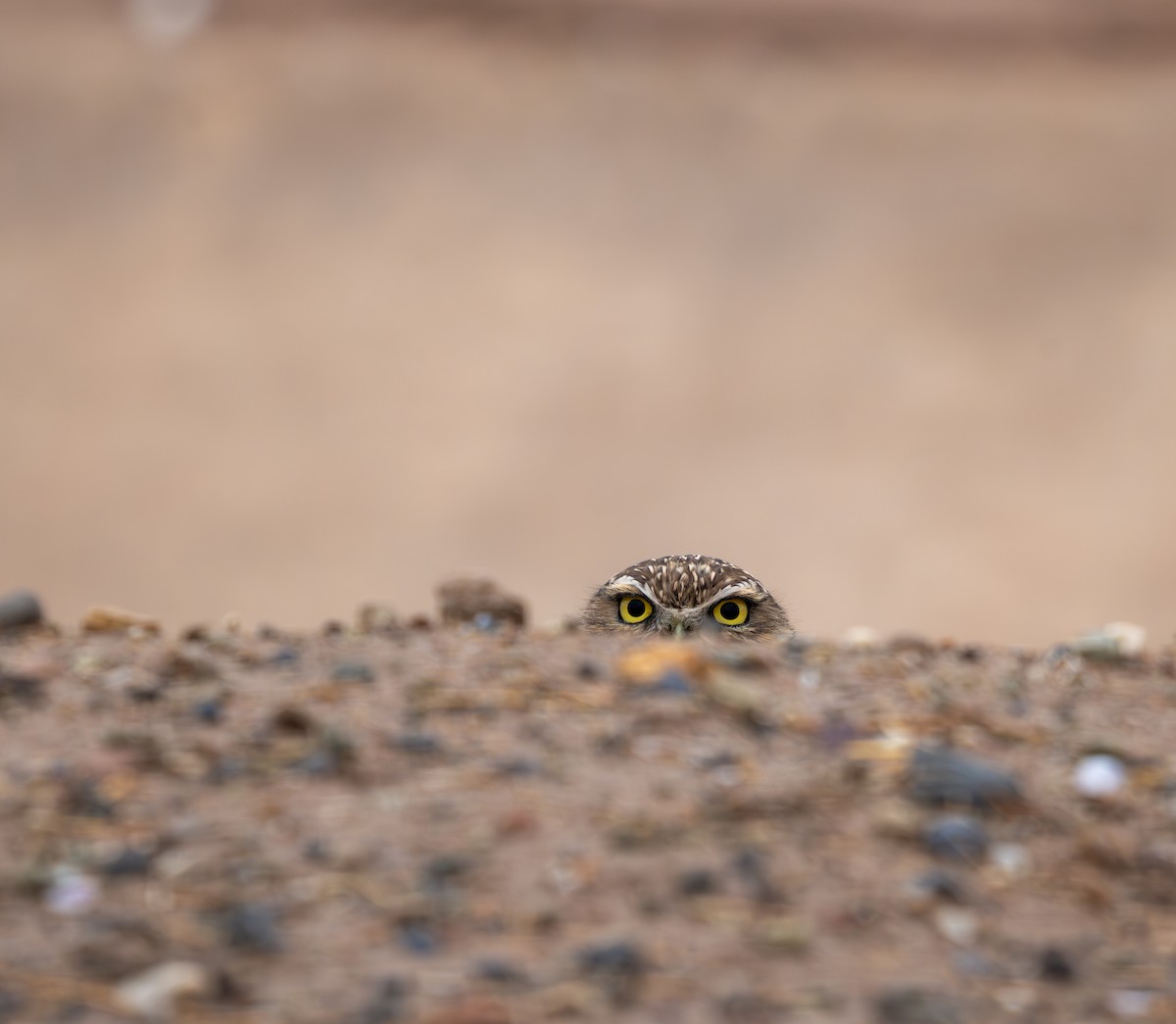 Burrowing Owl - ML645820333