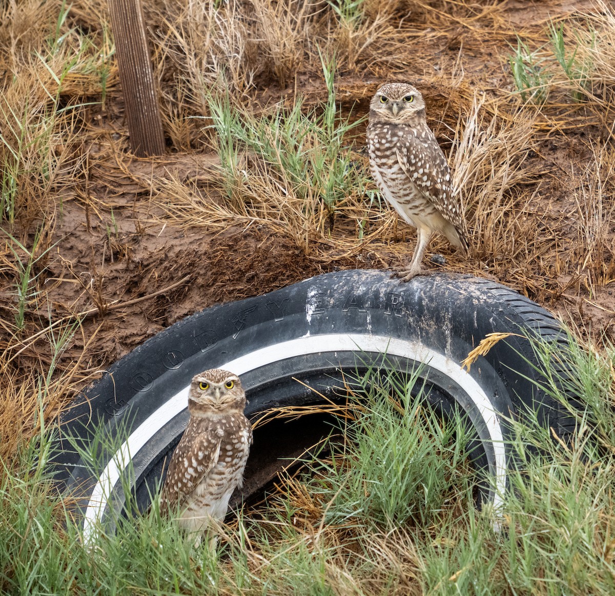 Burrowing Owl - ML645820335