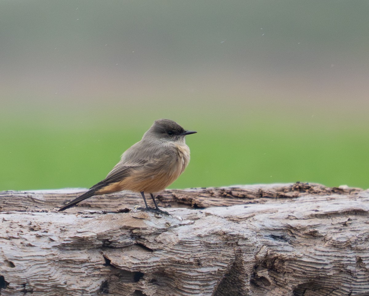 Say's Phoebe - ML645820339
