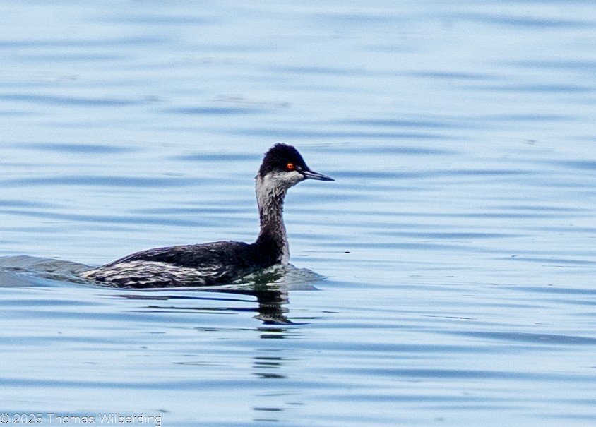 Eared Grebe - ML645820347