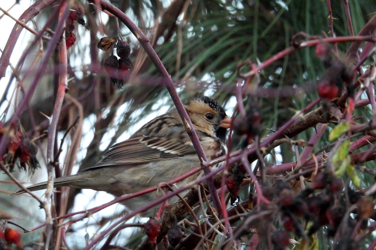 Harris's Sparrow - ML645820357