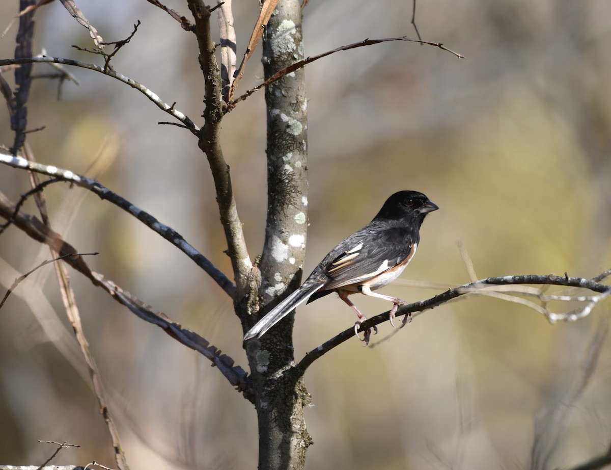 Eastern Towhee - ML645820365