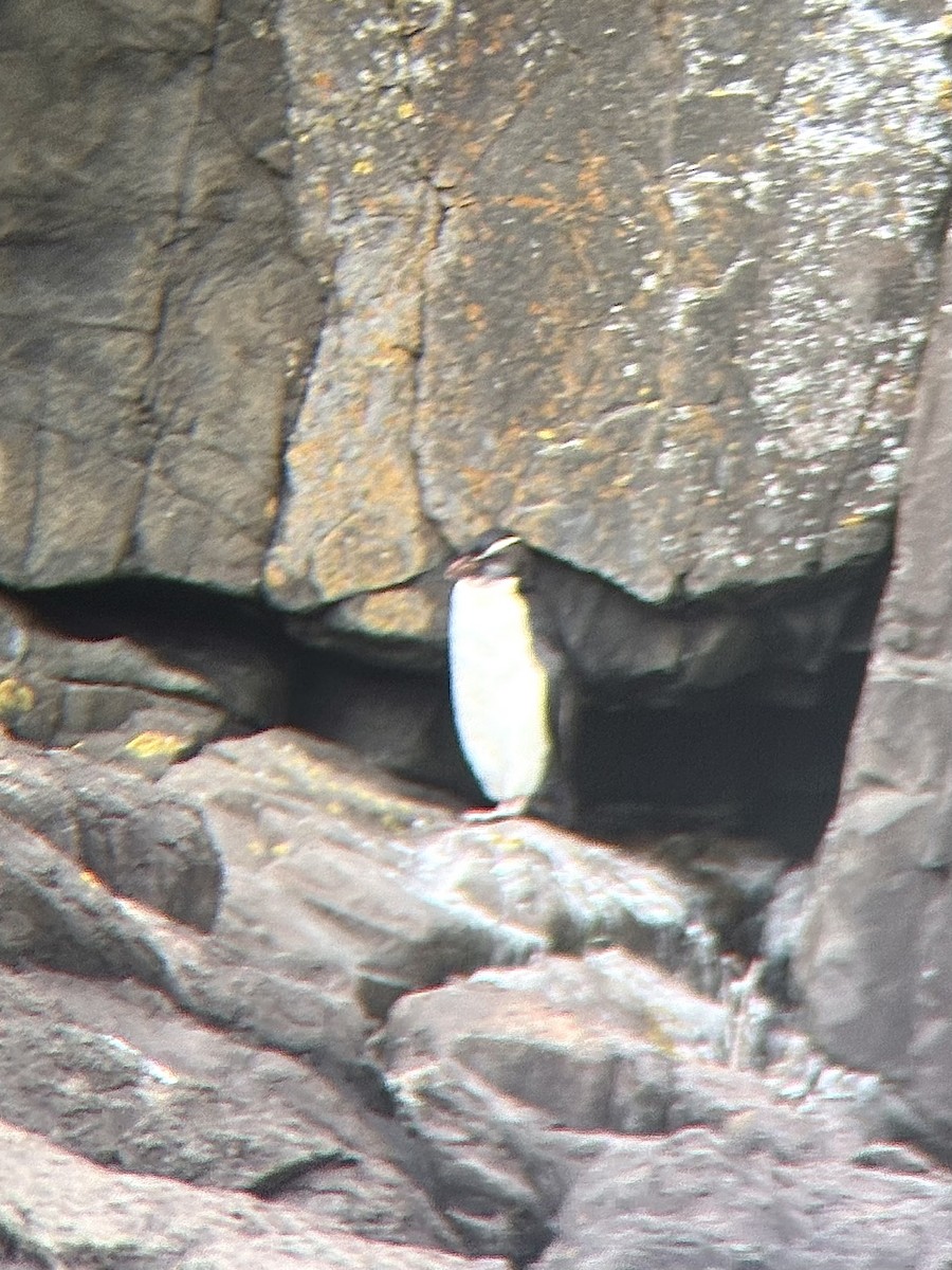 Fiordland Penguin - ML645820370