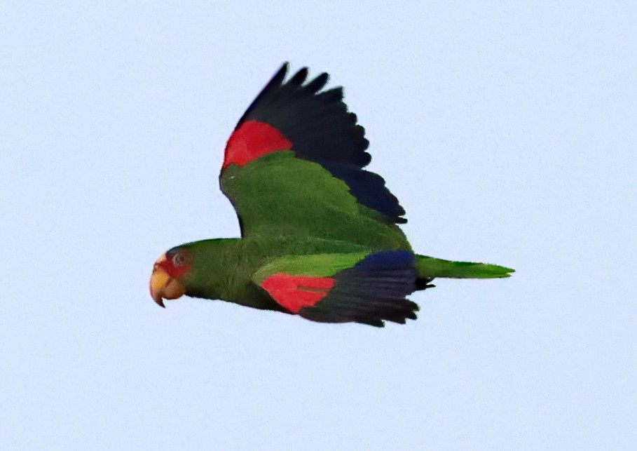 Amazone à front blanc - ML645820371