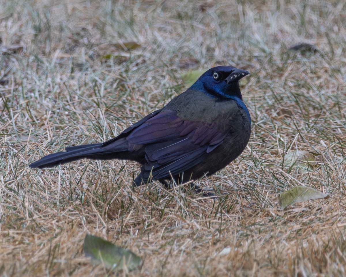 Common Grackle - ML645820376