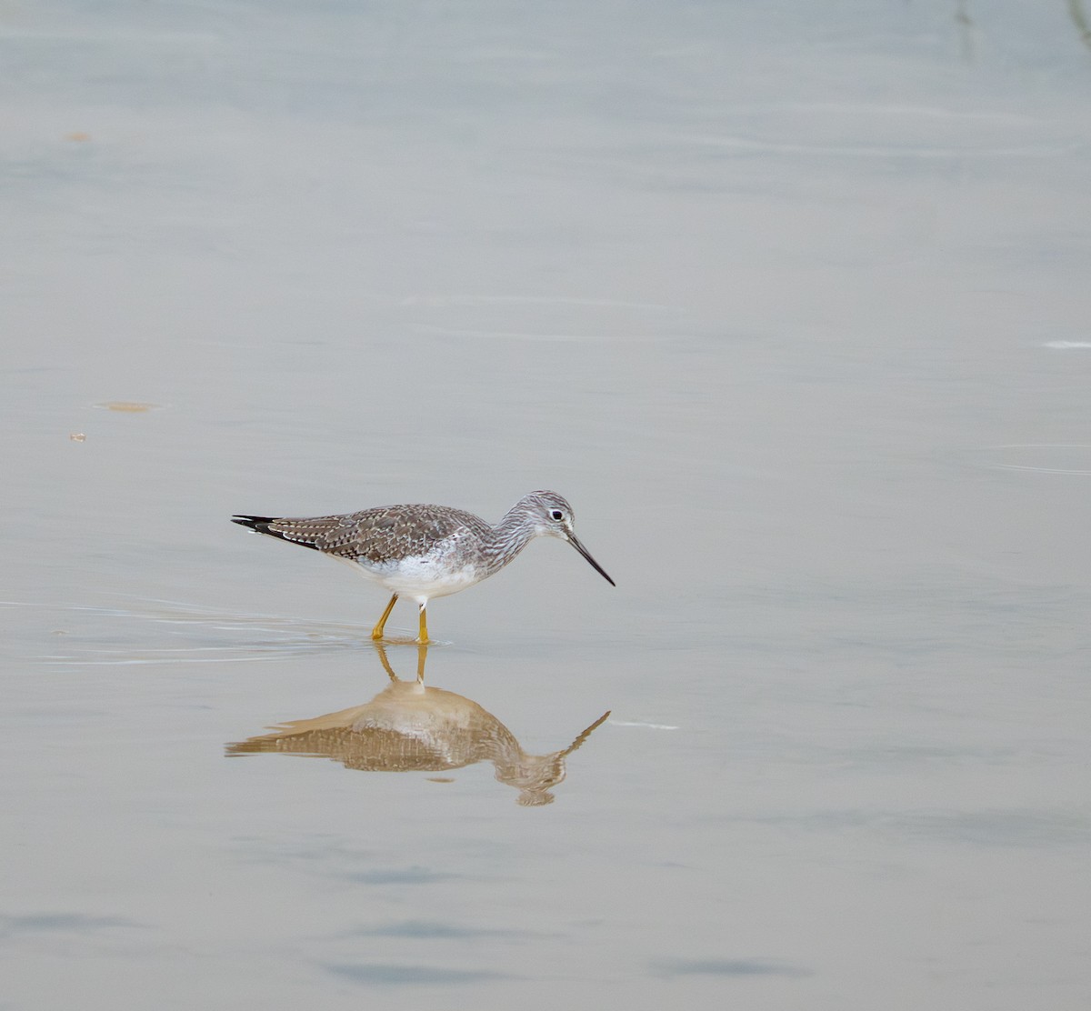 Greater Yellowlegs - ML645820377