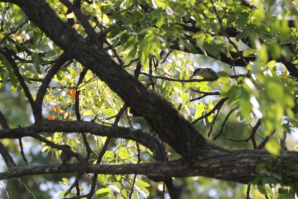 Striped Kingfisher - ML645820383