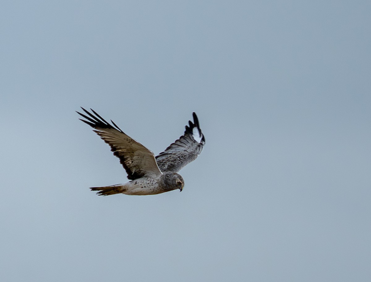 Northern Harrier - ML645820385