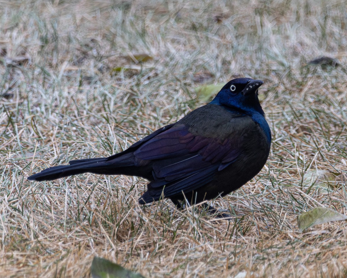 Common Grackle - ML645820408