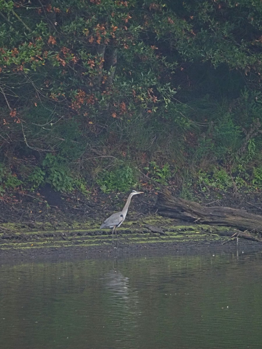 Great Blue Heron - ML645820410