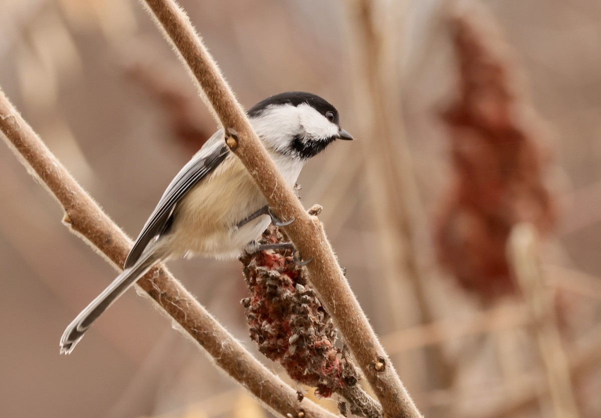 Black-capped Chickadee - ML645820413