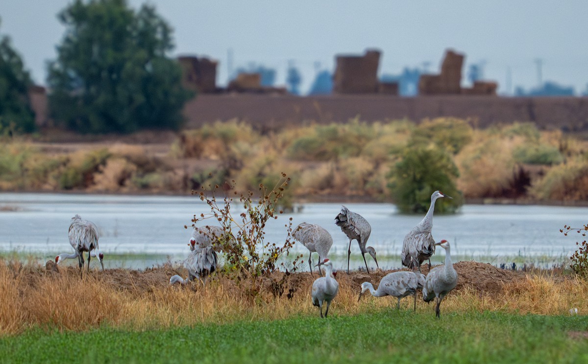 Орог тогоруу - ML645820417