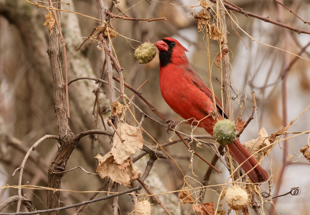 Kardinal arrunta - ML645820420