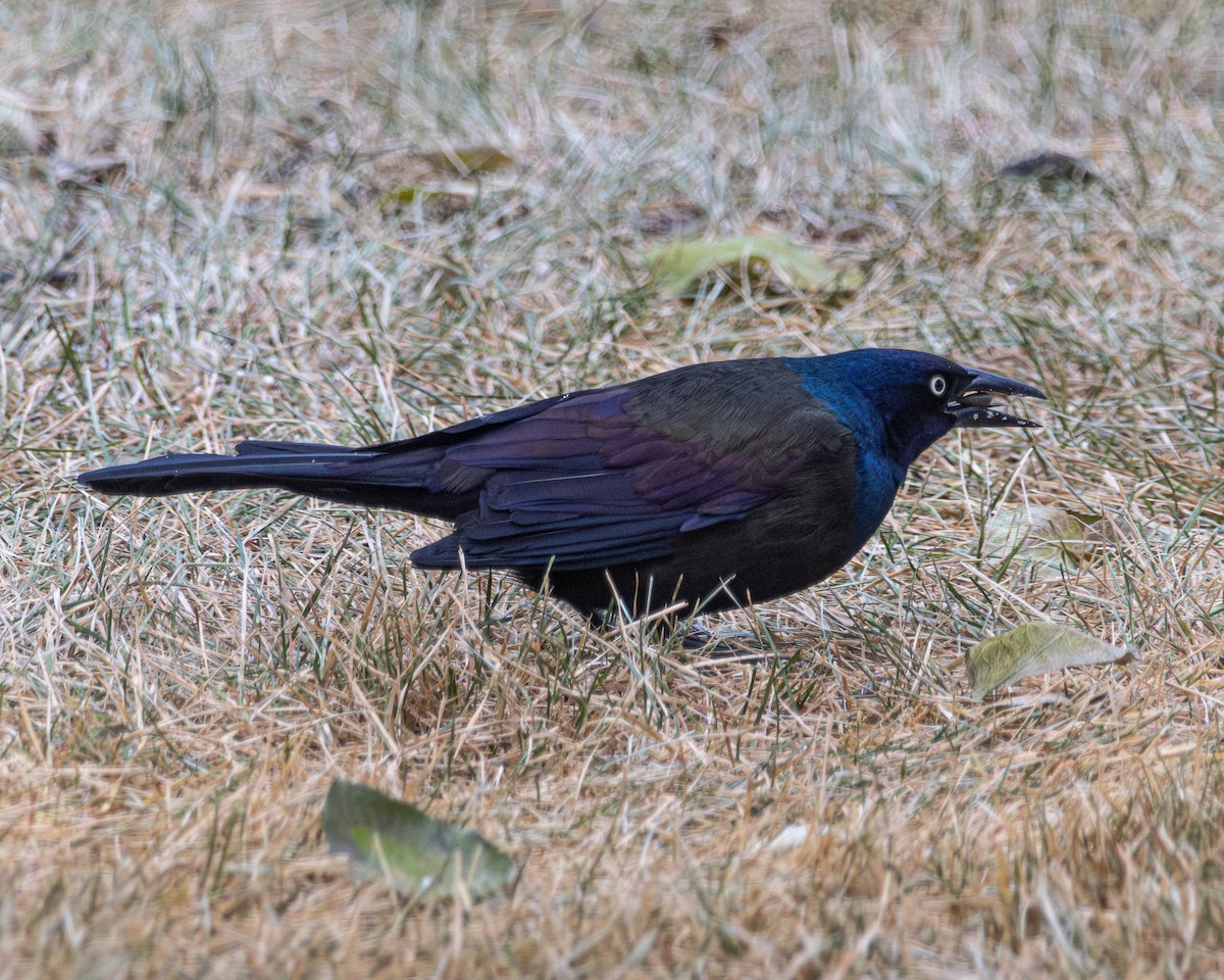 Common Grackle - ML645820421