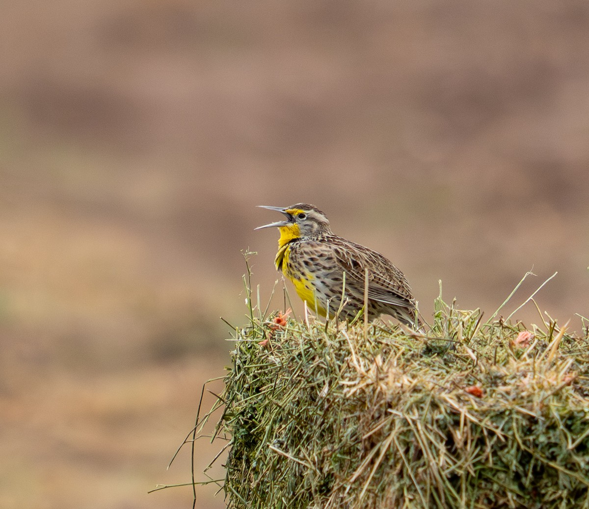 Western Meadowlark - ML645820433