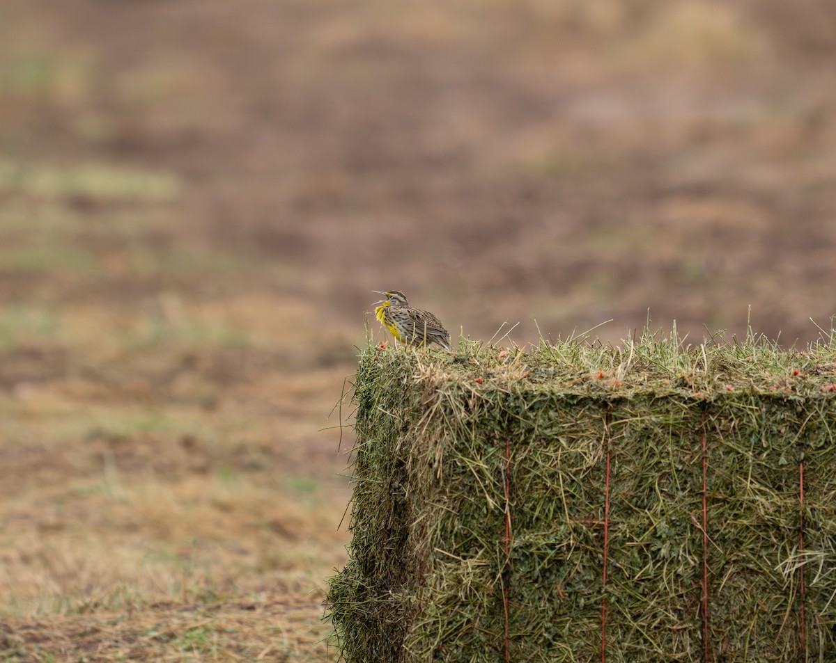 Western Meadowlark - ML645820434