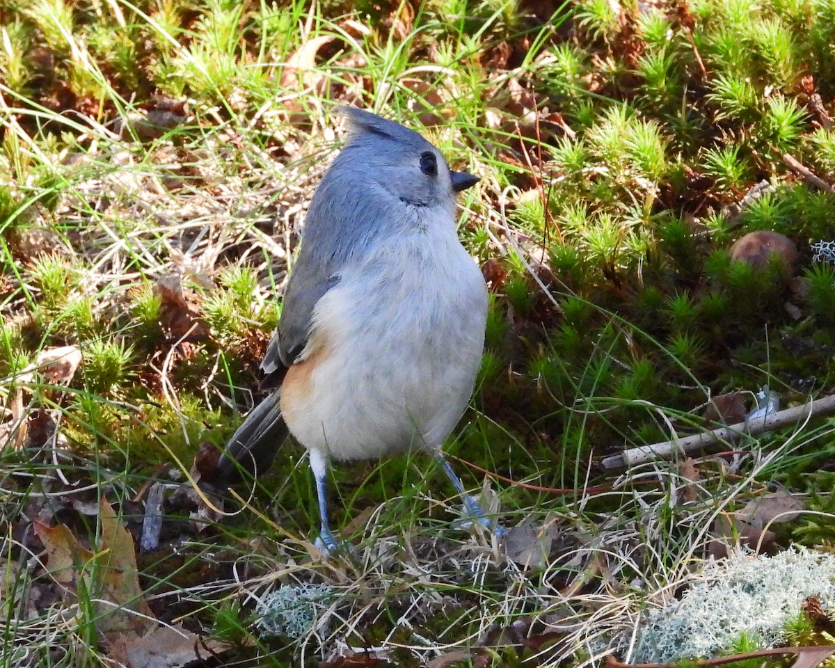 Herrerillo Bicolor - ML645820444