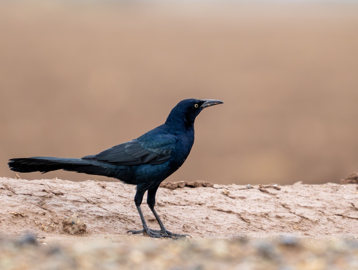 Great-tailed Grackle - ML645820446